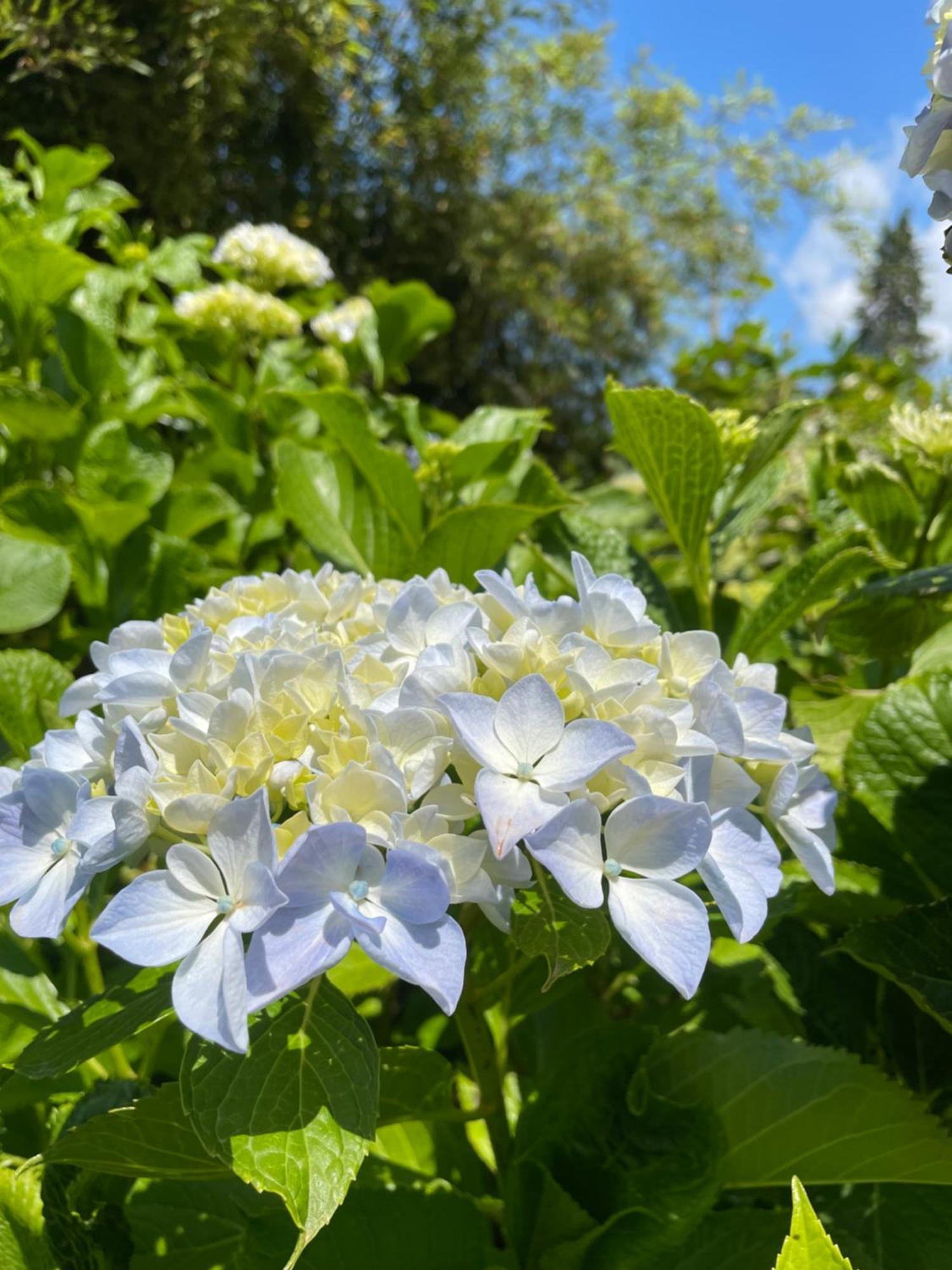 Gattico B&B Villa Giardini Susanna المظهر الخارجي الصورة